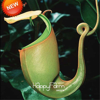 Carnivorous Nepenthes Seeds - Mosquito Eating Plant for Bonsai & Garden - Rare Insectivorous Variety