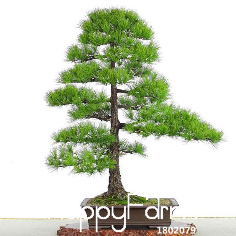 Black Pine Bonsai Seeds (Thunbergii) - Japanese Pine Tree for Planting - Indoor/Outdoor Potted Plants
