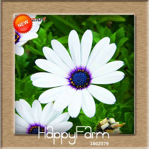 Blue Daisy Osteospermum Seeds - Grow Potted Flowering Plants for DIY Home Garden