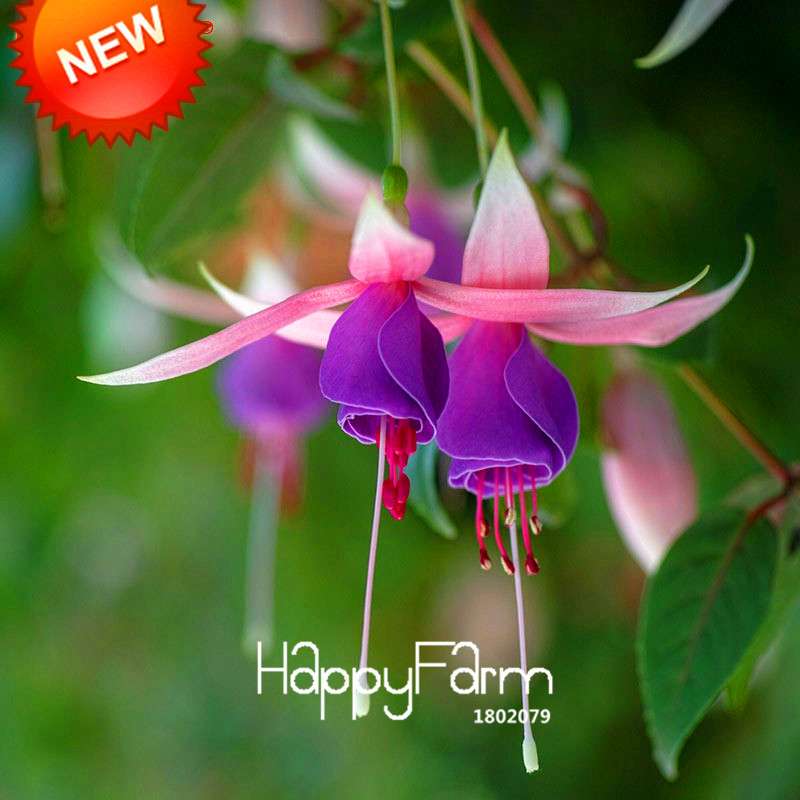 Fuchsia Flower Seeds - Purple & Red Bell Blooms for Pots & Hanging Baskets | Fast Shipping