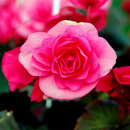 Begonia Seeds - Easy to Grow Bonsai Balcony Flowers, Potted Eustoma & Malus Spectabilis for Home Garden