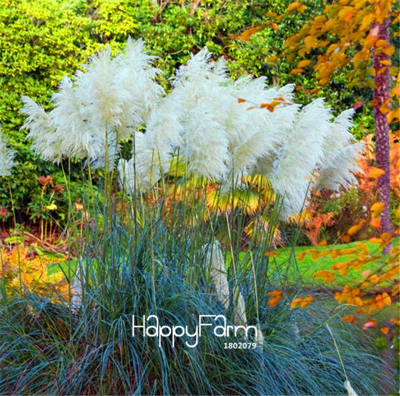 Pampas Grass Seeds - Cortaderia Ornamental Plants for Patio, Garden & Pots | Fresh New Flowers