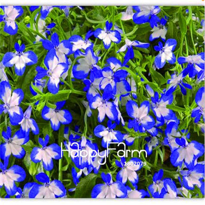 Lobelia Seeds - Bonsai Flower, Creeper & Ground Cover Plants for Garden Landscaping | Fast-Growing