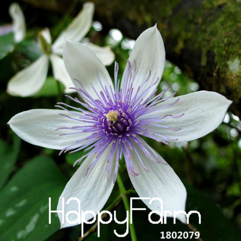 Premium Clematis Florida Seeds - for Bonsai & Home Garden | Easy-Grow DIY Flower Seeds