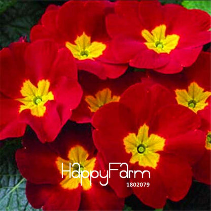 Rare Primrose Seeds (Primula Malacoides) - Easy to Grow Bonsai Flower Seeds for Home Garden