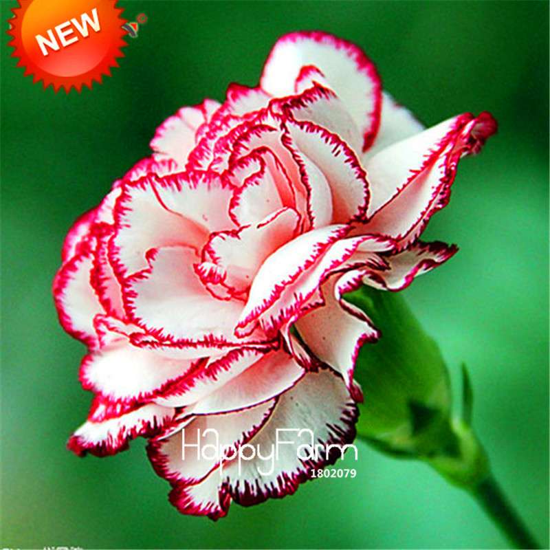 Black Carnation Flower Seeds - Rare Dianthus Bonsai Plants for Home Garden, Unique & Exotic Blooms