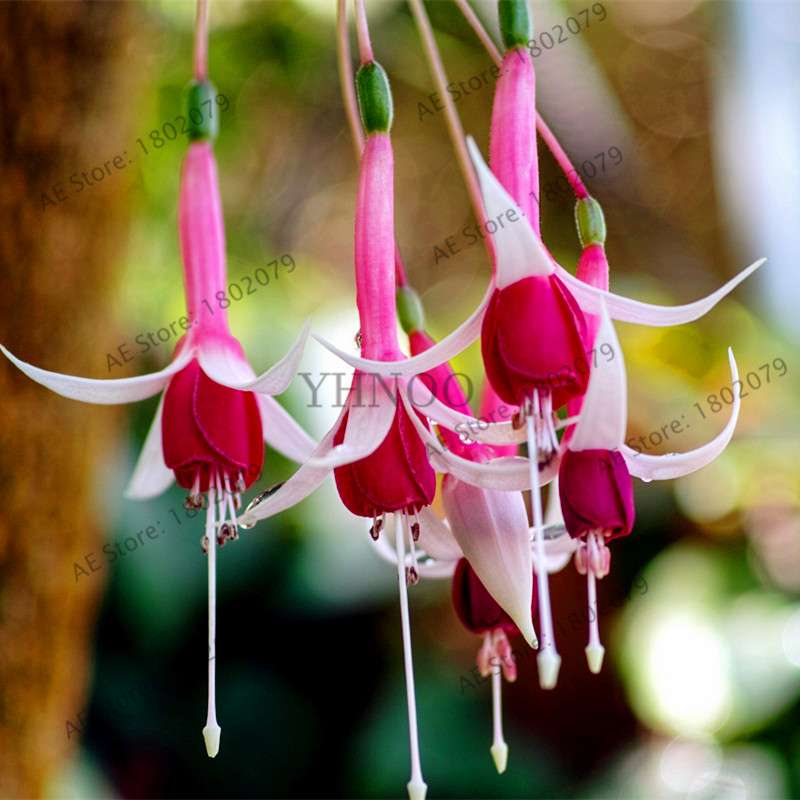Mixed Color Lantern Flower Seeds - Fuchsia Hybrida Perennial Bonsai Plant for Home & Garden