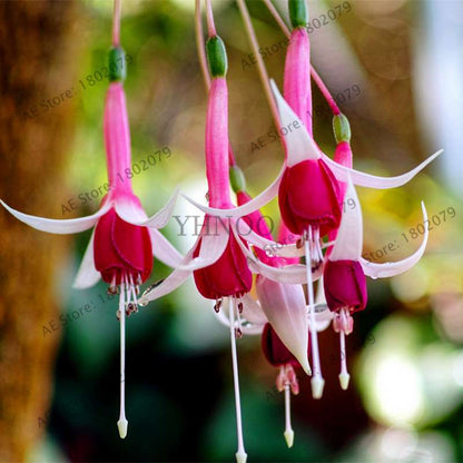 Mixed Color Lantern Flower Seeds - Fuchsia Hybrida Perennial Bonsai Plant for Home & Garden