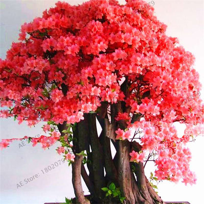 Rare Azalea Bonsai Seeds - DIY Home Garden Plants, Sakura-Like Blooms - Grow Japanese Cherry Flowers
