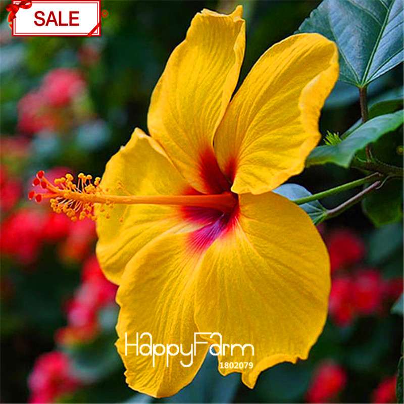 Red Giant Hibiscus Seeds - for Planting, DIY Home Garden Bonsai, Vibrant Blooming Flowers
