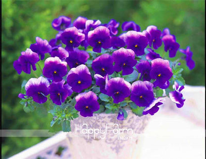 Rare Pansy Seeds (Viola cornuta) - Indoor Bonsai Flower Seeds for Home Garden Planting