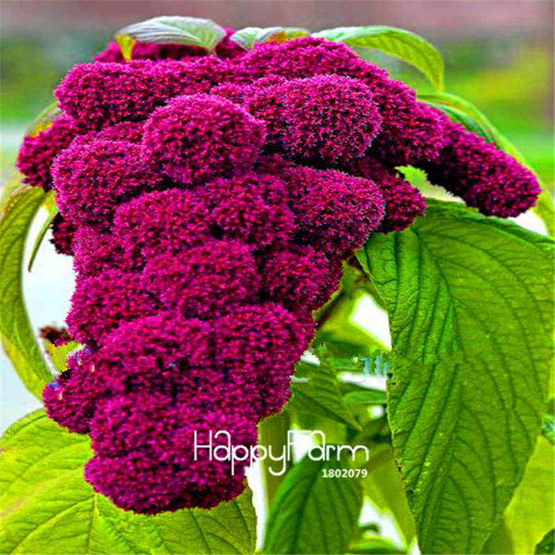 Rare Blood Red Amaranthus Seeds - Vibrant Potted Bonsai Flower for Home Garden DIY (Free Shipping)