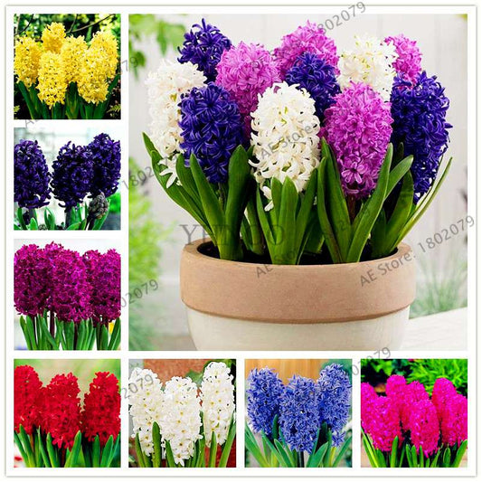 Hyacinth Seeds for Planting - Easy-Grow Potted Bonsai Flowers, Indoor/Outdoor Garden