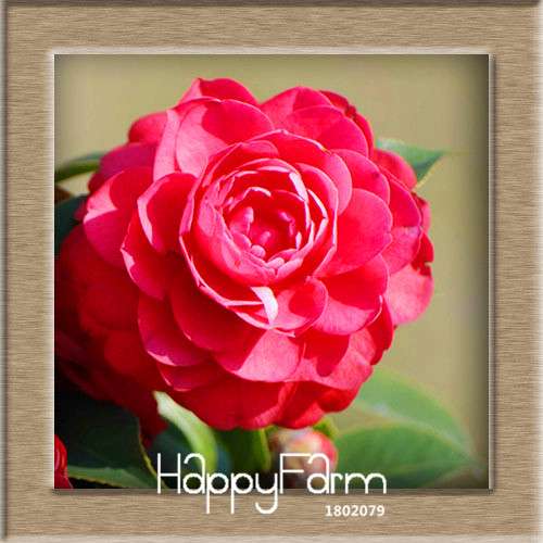 24-Color Camellia Seeds Kit - for Potted Plants, Bonsai & Garden Flowers | Fast-Growing & Vibrant Blooms