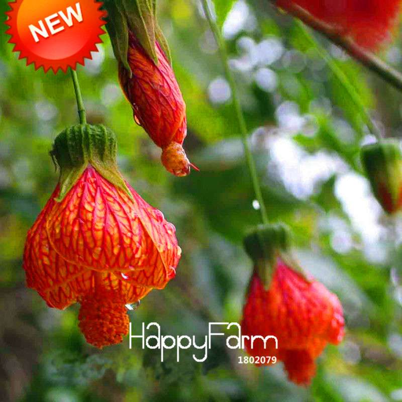 Red Fuchsia Seeds - Vibrant Hanging Potted Flowers for Home & Garden