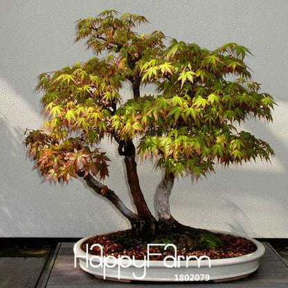 American Maple Bonsai Seeds - Mini Indoor Tree Houseplant, Fast-Growing Green Maple