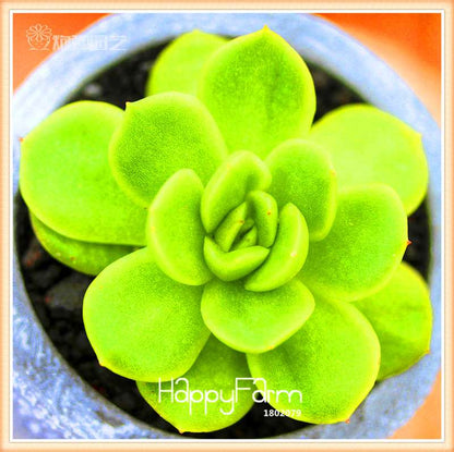 Lithops Seeds - 99 Varieties, Succulent & Bonsai Plants for Office - Fast Shipping & High Germination Rate
