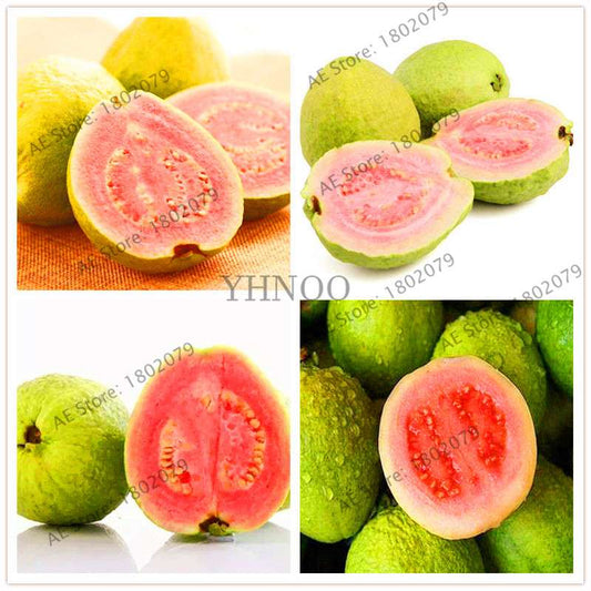 Fresh Thai Pink Guava Seeds - Sweet Large Fruit, for Home Garden Planting