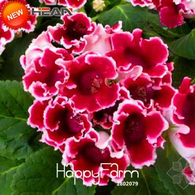 Red Gloxinia Seeds - Perennial Sinningia Speciosa for Bonsai & Balcony Gardens | USA Shipping