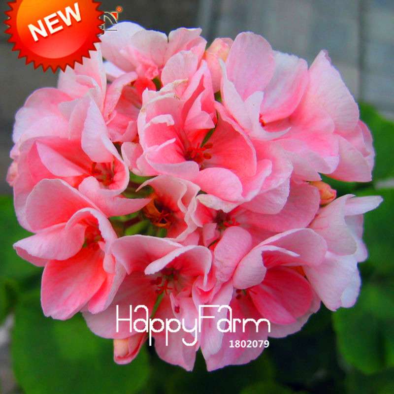 Pale Pink Geranium Seeds - Perennial Pelargonium Peltatum, Indoor Flowering Plants for Home & Garden