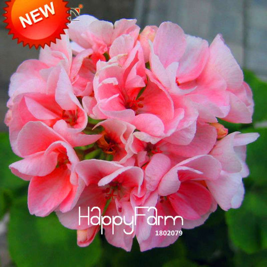 Pale Pink Geranium Seeds - Perennial Pelargonium Peltatum, Indoor Flowering Plants for Home & Garden