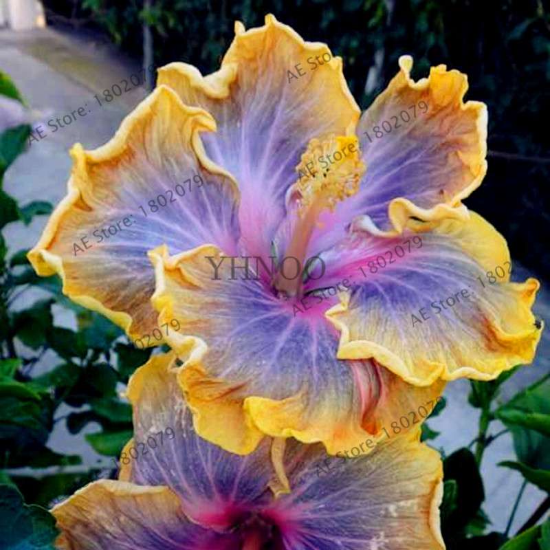 24-Color Giant Dinnerplate Hibiscus Seeds - Perennial Flower for Home, Bonsai & Garden Planting