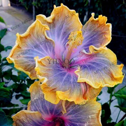 24-Color Giant Dinnerplate Hibiscus Seeds - Perennial Flower for Home, Bonsai & Garden Planting