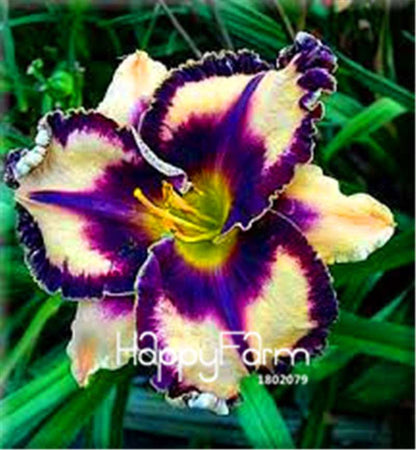 Hybrid Daylily Seeds - Colorful Hemerocallis Lily for Home Garden & Bonsai | Fast-Growing Flower Seeds