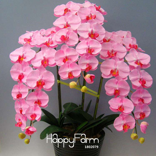 Pink Phalaenopsis Orchid Seeds - Indoor Bonsai Flowering Plant, Easy Grow, Year-Round Blooms