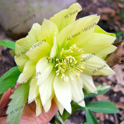 Christmas Rose Seeds (Helleborus Niger) - for Home, Courtyard & Bonsai Planting | Novelty Plant Gift