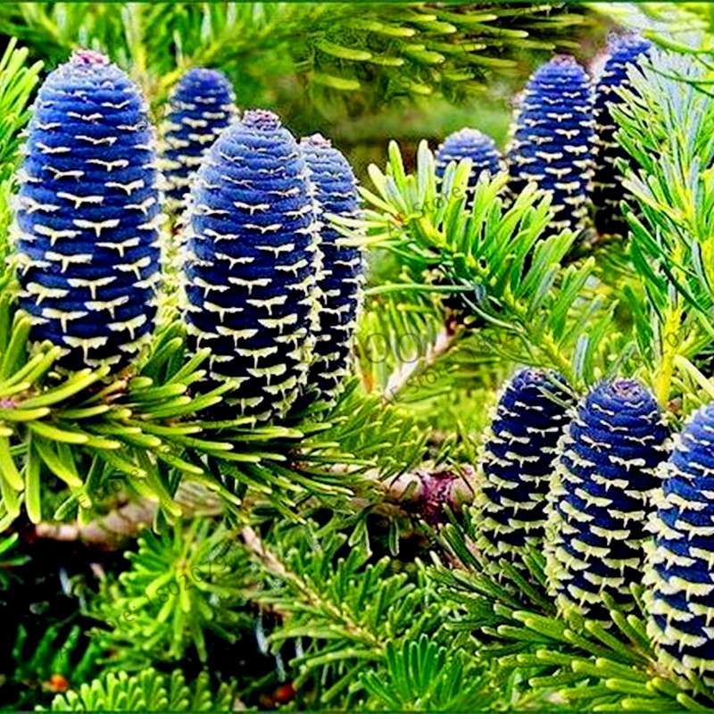 Korean Fir Seeds (Abies koreana) - Year-Round Bonsai Tree Planting, DIY Home Garden Decor & Landscaping