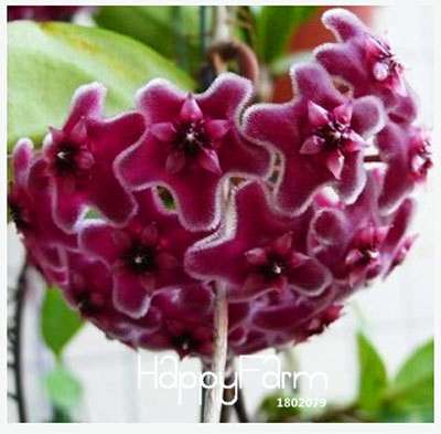 Buy Hoya Carnosa Seeds - for Home Garden, Potted Flower Seeds, Easy to Grow