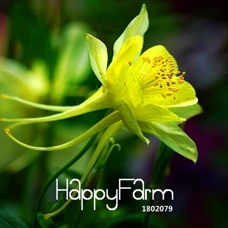 Aquilegia Seeds - Rare Flower & Vegetable Plants, 13 Vibrant Colors | Authentic & Fresh