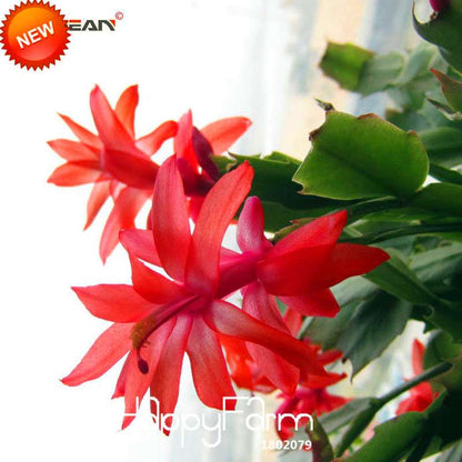 24 Color Rare Schlumbergera Bonsai Seeds - | Unique Truncatus Flower Seeds for Planting