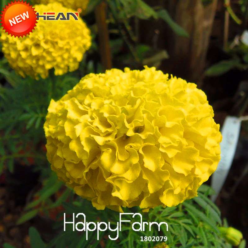 Yellow Petals Maidenhair Flower Seeds - Premium Garden Chrysanthemum & Marigold Bonsai Seeds for Planting
