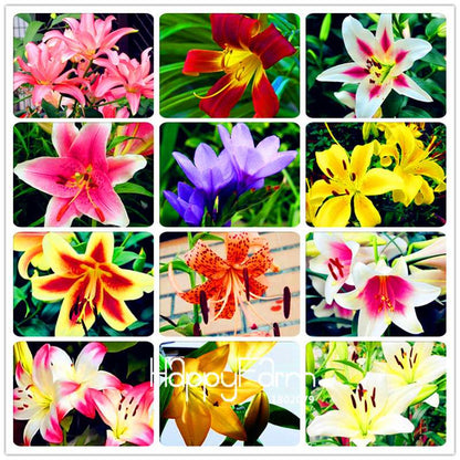 Lily Flower Seeds - Easy to Grow Bonsai Plants for Home & Garden | Fast Blooming