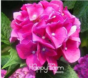 Geranium Seeds for Potted Balcony Planting - Fast Sprouting Pelargonium Flowers