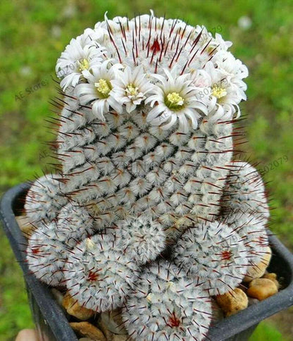 Rare Lithops Seeds - Living Stones Succulent, Organic Cactus Seeds for Indoor Garden, Bonsai & Succulent Lovers