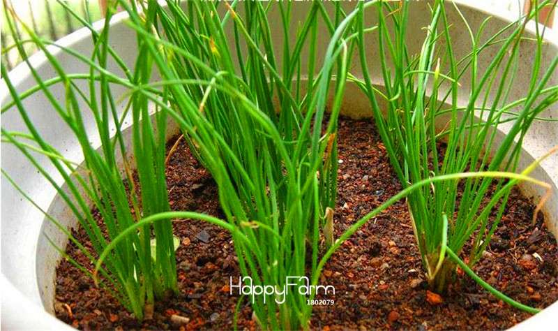 Fragrant Shallot Seeds for Small Balcony Gardens - Potted Vegetable Seed Pack, Perfect Gift for Home Growers
