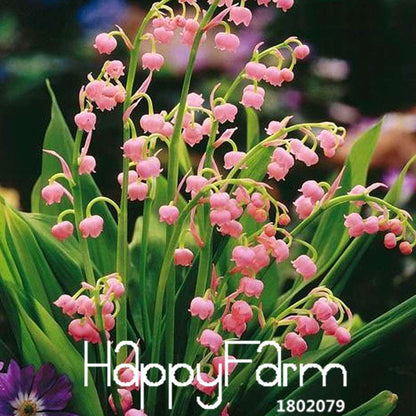 6-Color Bell Orchid Seeds - Pack, Vibrant Campanula & Convallaria Flowers for Home Garden Planting
