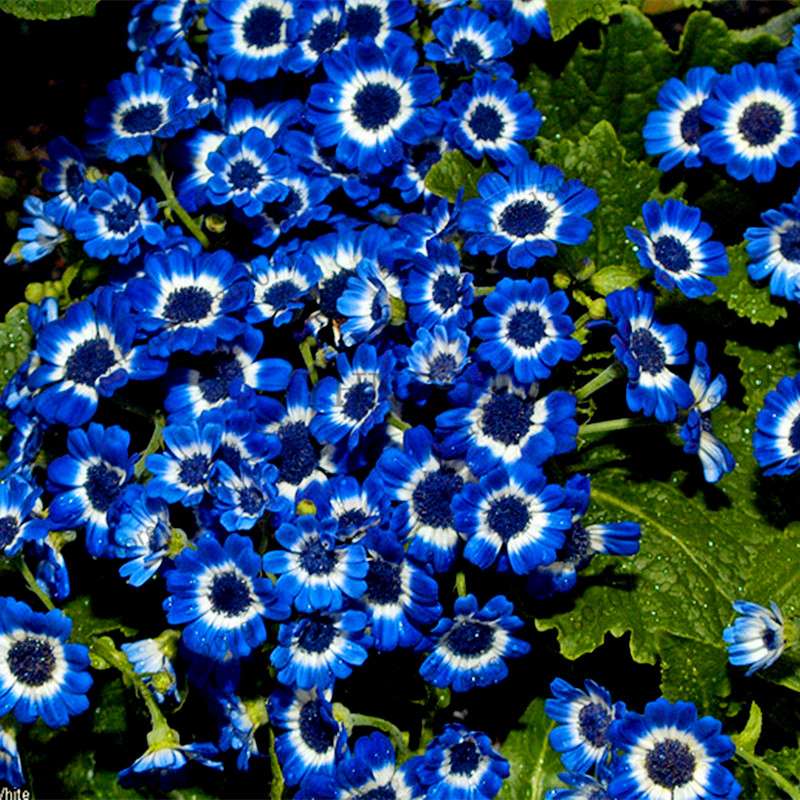 Cineraria Flower Seeds - 23 Colorful Bonsai Varieties for Home & Garden DIY Planting