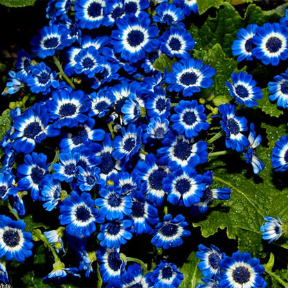 Cineraria Flower Seeds - 23 Colorful Bonsai Varieties for Home & Garden DIY Planting