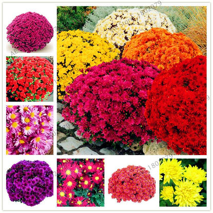 Rare Ground-Cover Chrysanthemum Seeds - Easy-Grow Perennial Bonsai Flowers for Home & Garden
