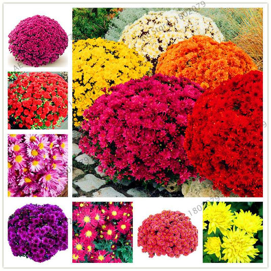 Rare Ground-Cover Chrysanthemum Seeds - Easy-Grow Perennial Bonsai Flowers for Home & Garden