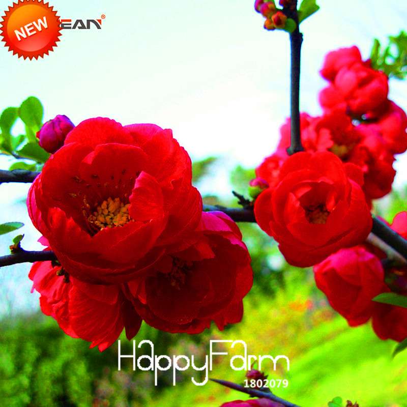 Red Begonia Flower Seeds - True Malus Spectabilis for Potted Bonsai | Premium Quality