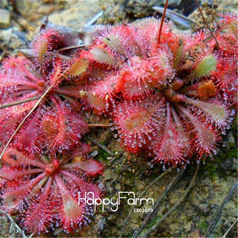 Sundew Seeds - Rare Carnivorous Bonsai Plants, Fresh & Novelty Garden Seeds for Home Gardening