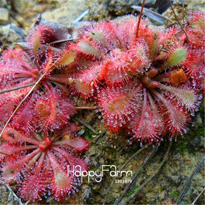 Sundew Seeds - Rare Carnivorous Bonsai Plants, Fresh & Novelty Garden Seeds for Home Gardening
