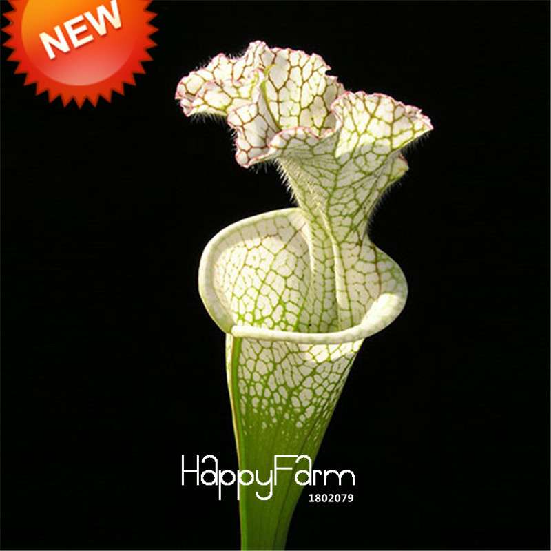 Carnivorous Nepenthes Seeds - Mosquito Eating Plant for Bonsai & Garden - Rare Insectivorous Variety