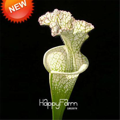 Carnivorous Nepenthes Seeds - Mosquito Eating Plant for Bonsai & Garden - Rare Insectivorous Variety