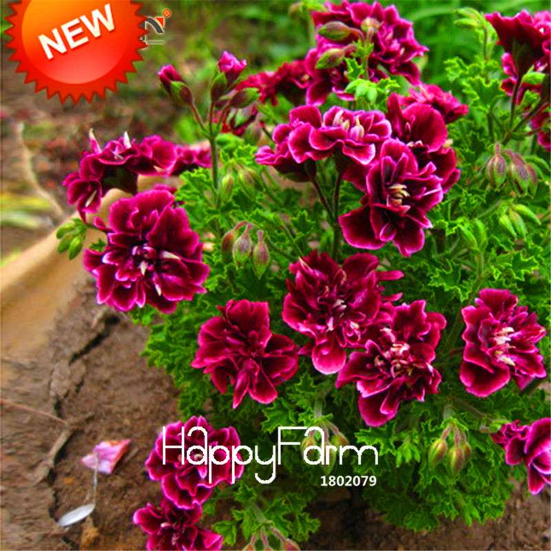 Geranium Seeds - Crimson Flower Petals, Perennial Pelargonium Peltatum for Garden Planting